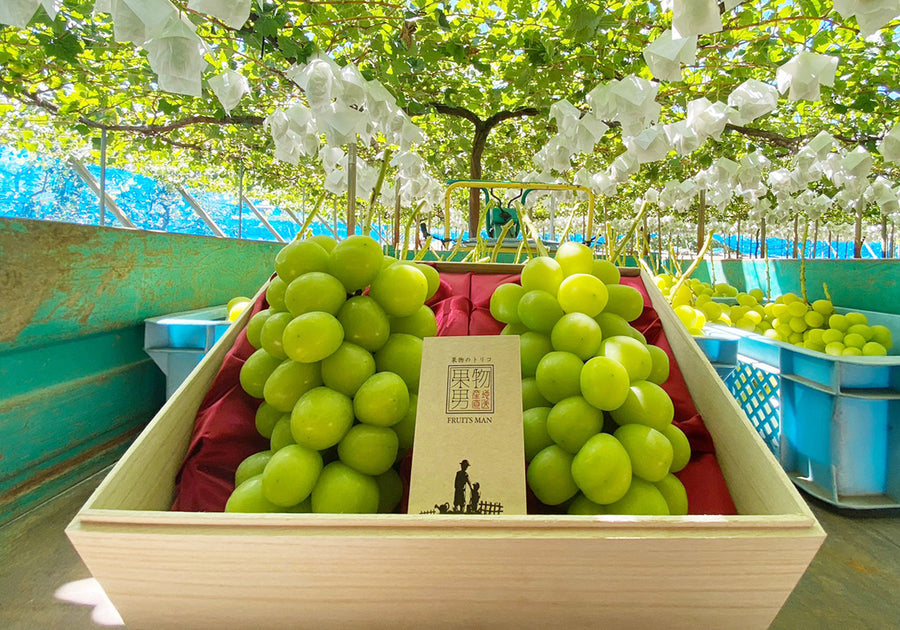 シャインマスカット